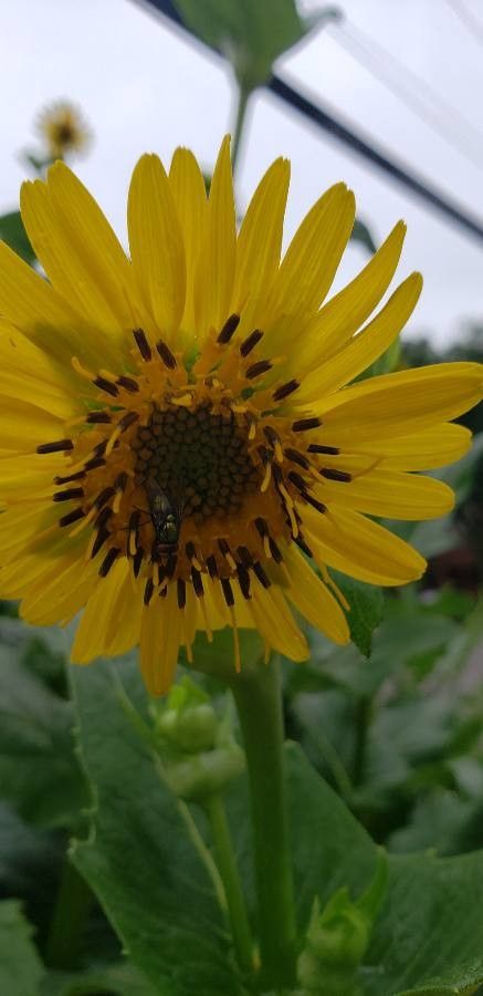 Helianthus mollis flower