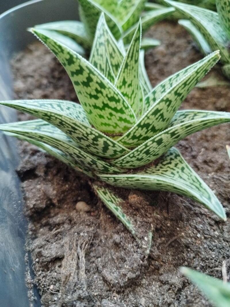 Gonialoe variegata — search result for 'Aloe'