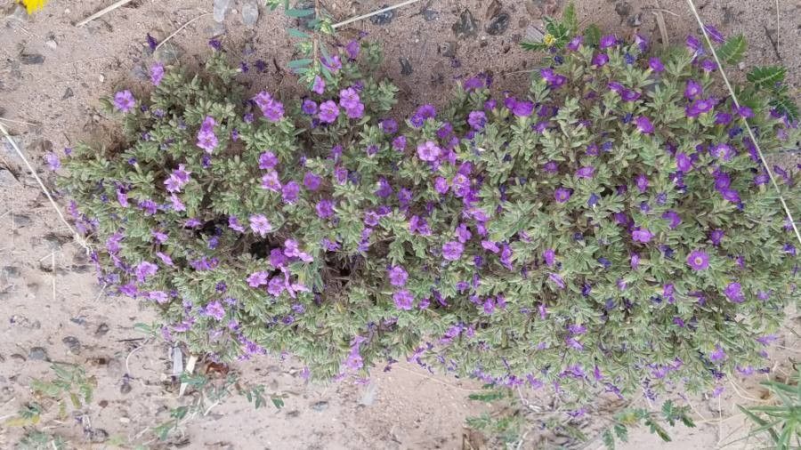 Tiquilia mexicana — related species from the same genus