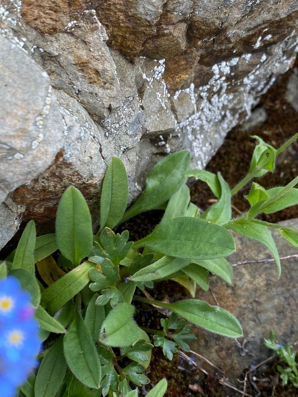 Myosotis alpestris leaf