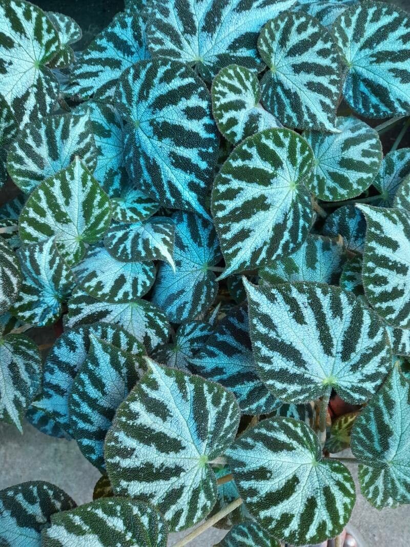 Begonia imperialis — search result for 'Begonia'