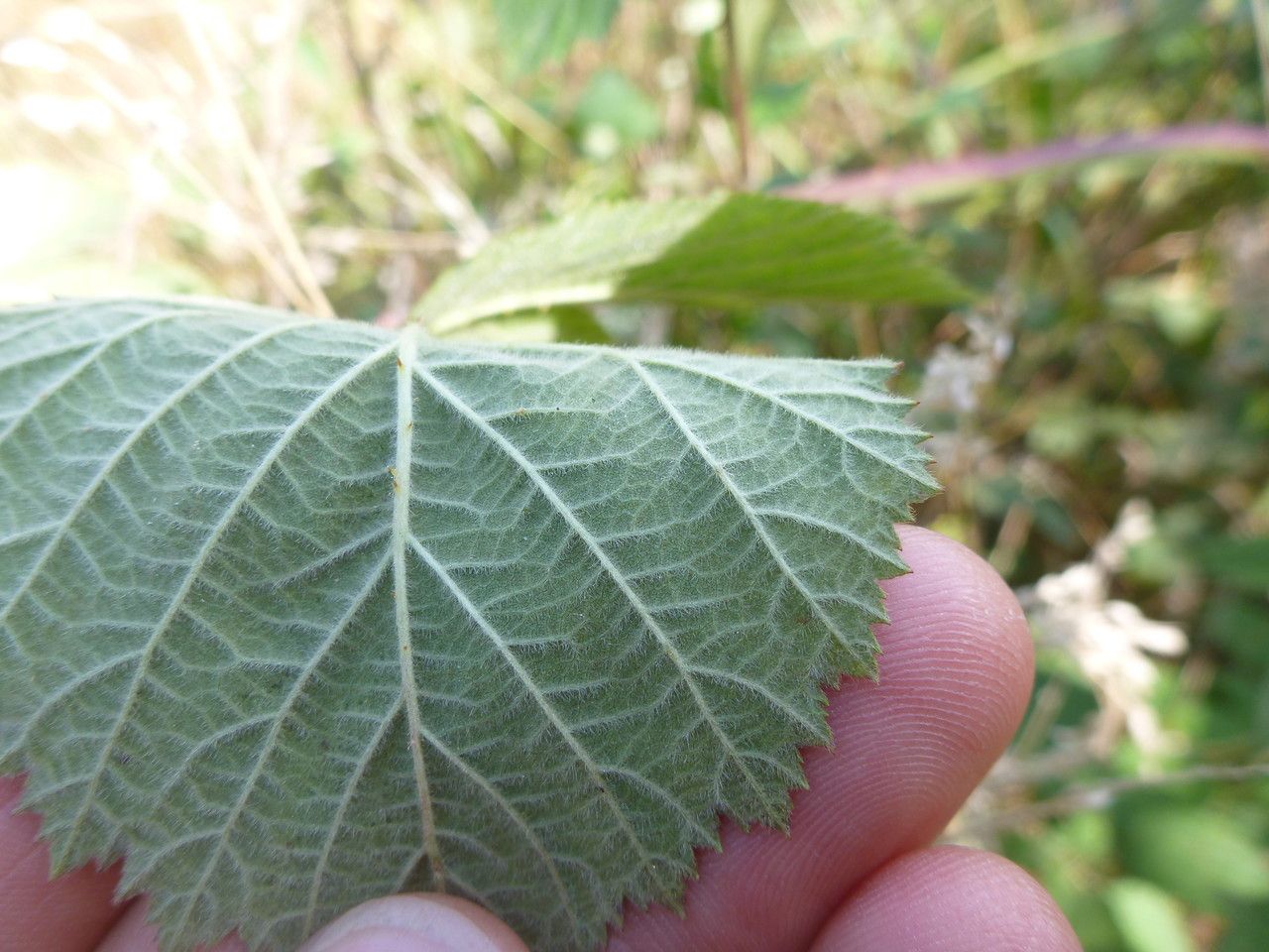 Rubus mus leaf