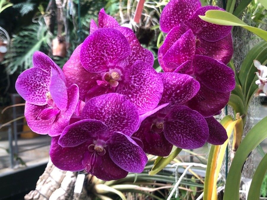 Vanda coerulescens flower