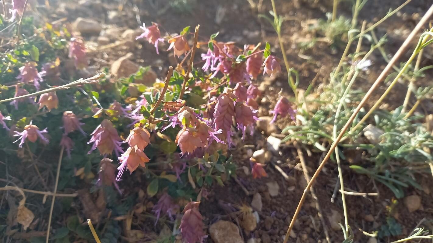 Origanum libanoticum flower