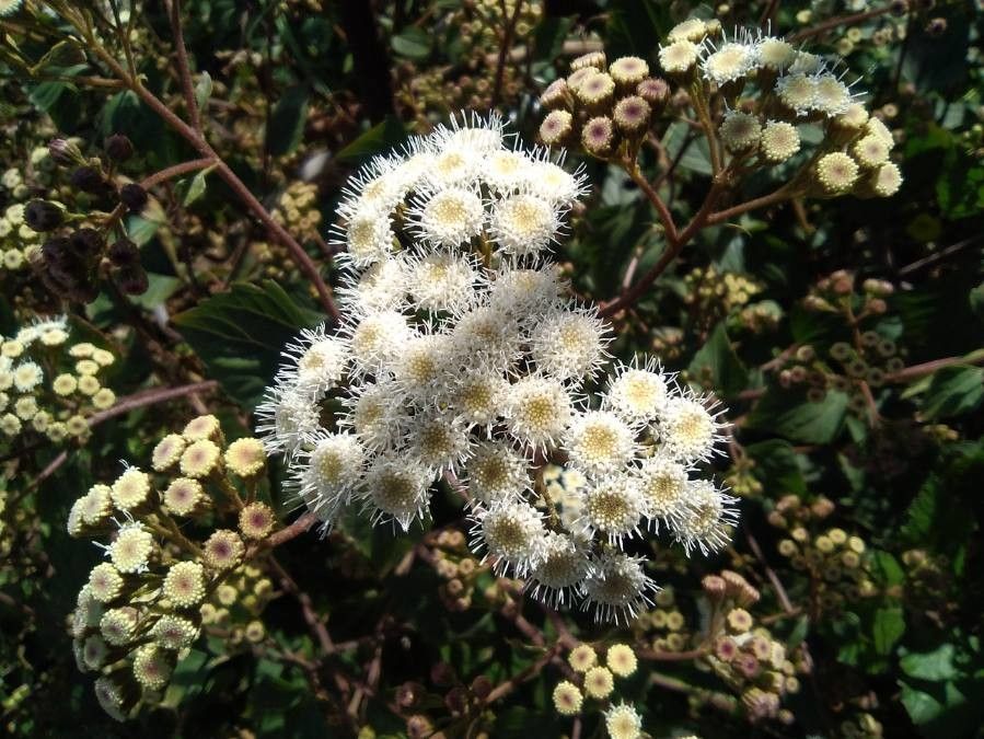 Ageratina adenophora flower