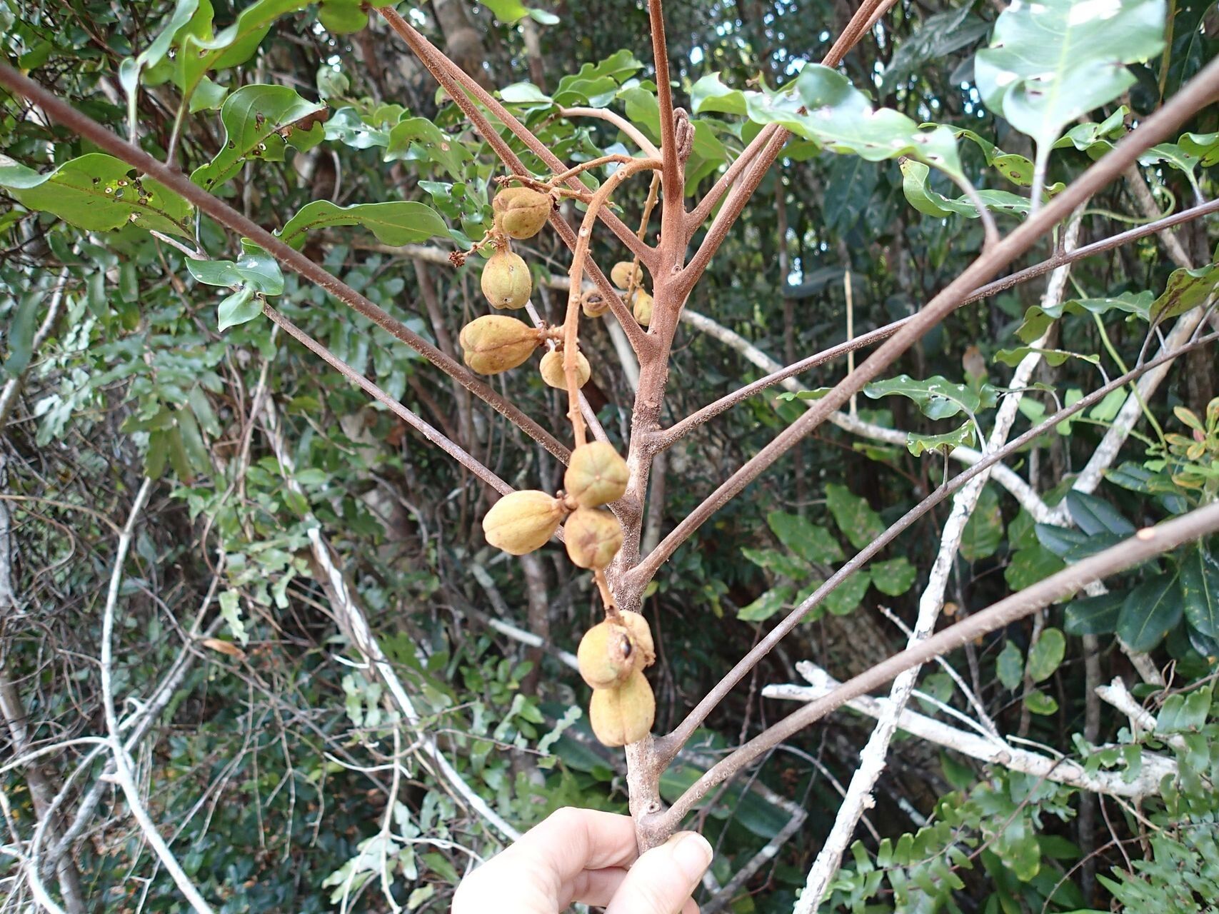 Cupaniopsis azantha fruit