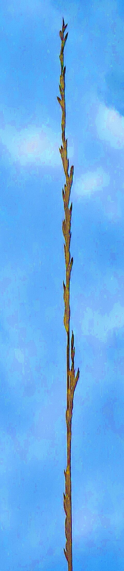 Lolium mairei flower