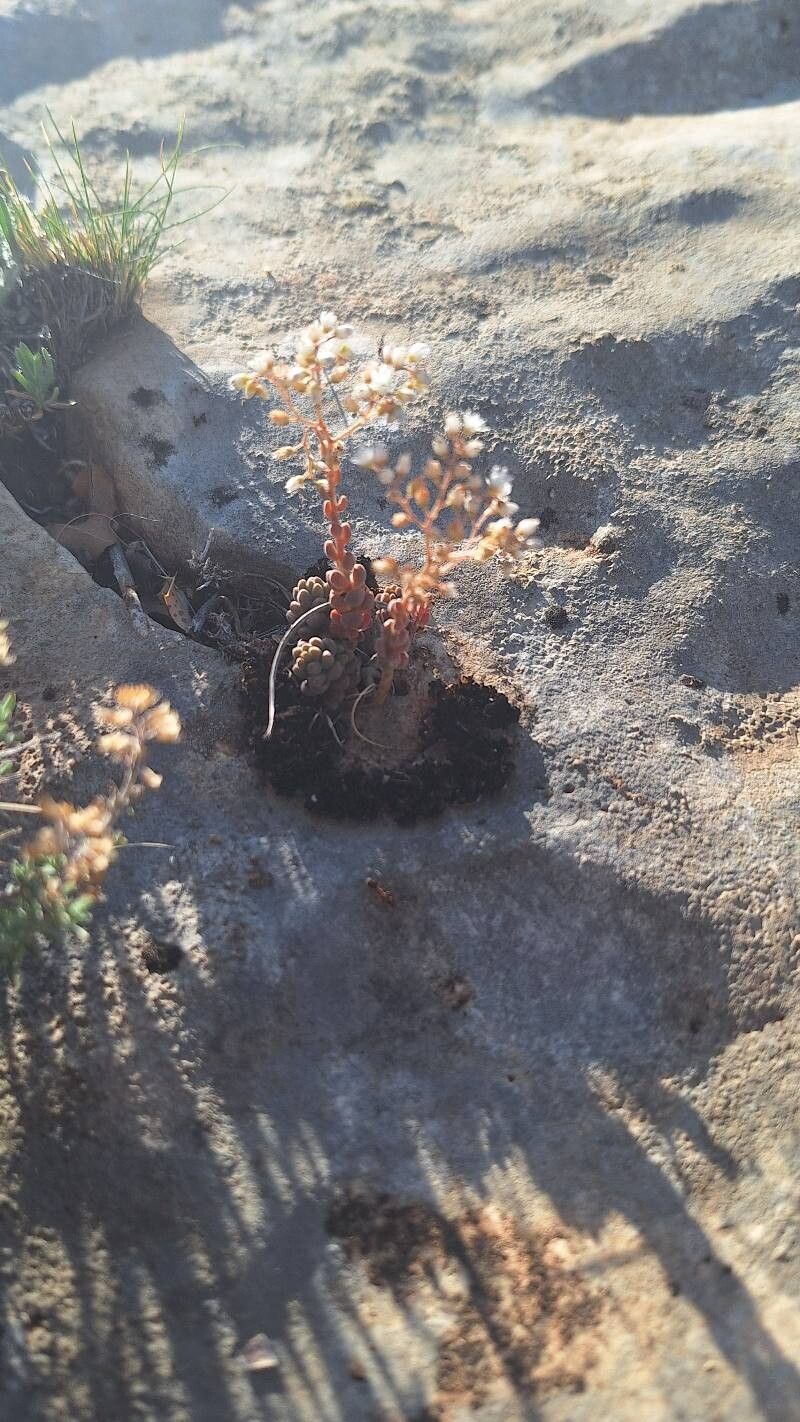 Sedum gypsicola flower