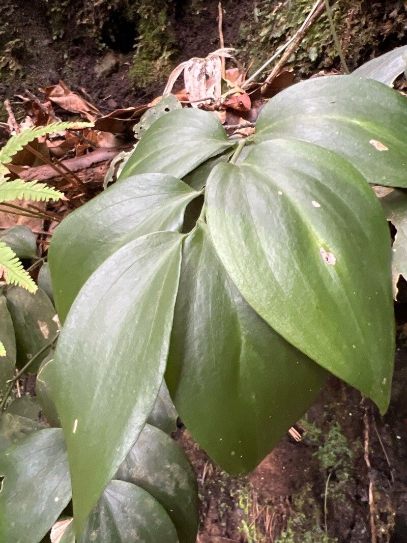 Ruscus streptophyllus leaf