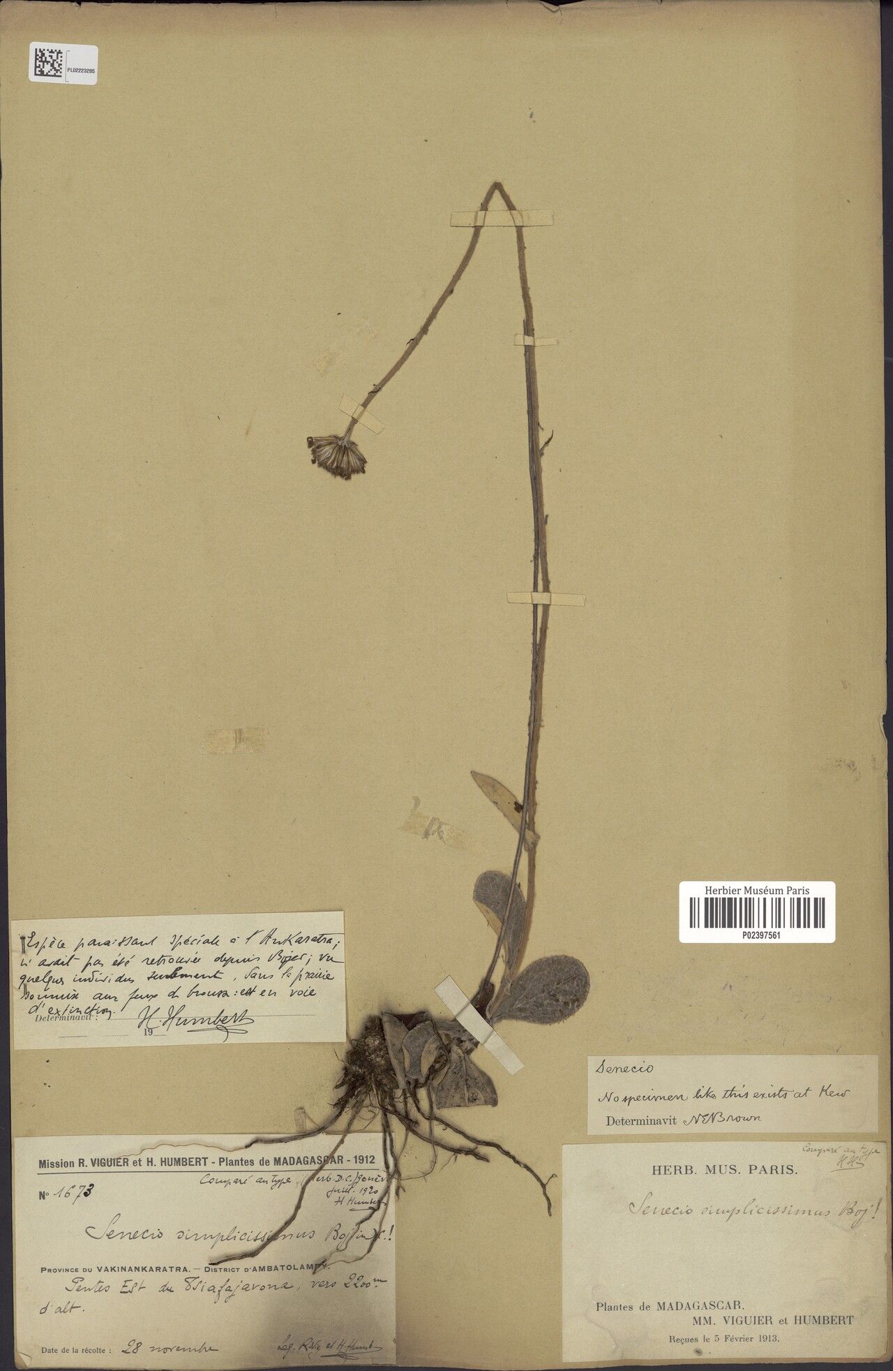 Senecio simplicissimus — houseplant care guide