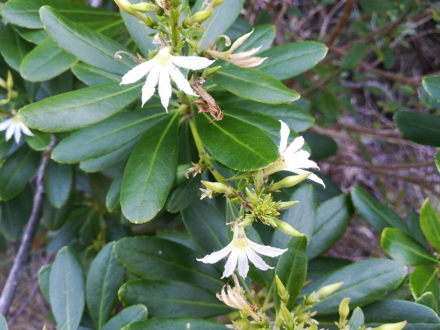Scaevola montana flower