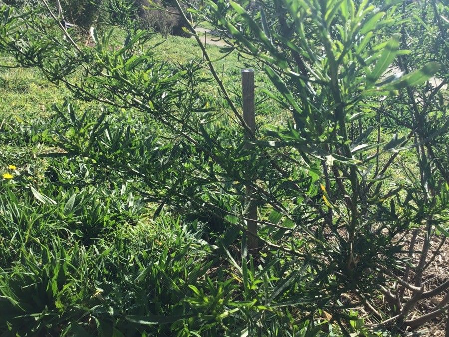 Alyogyne cuneiformis habit