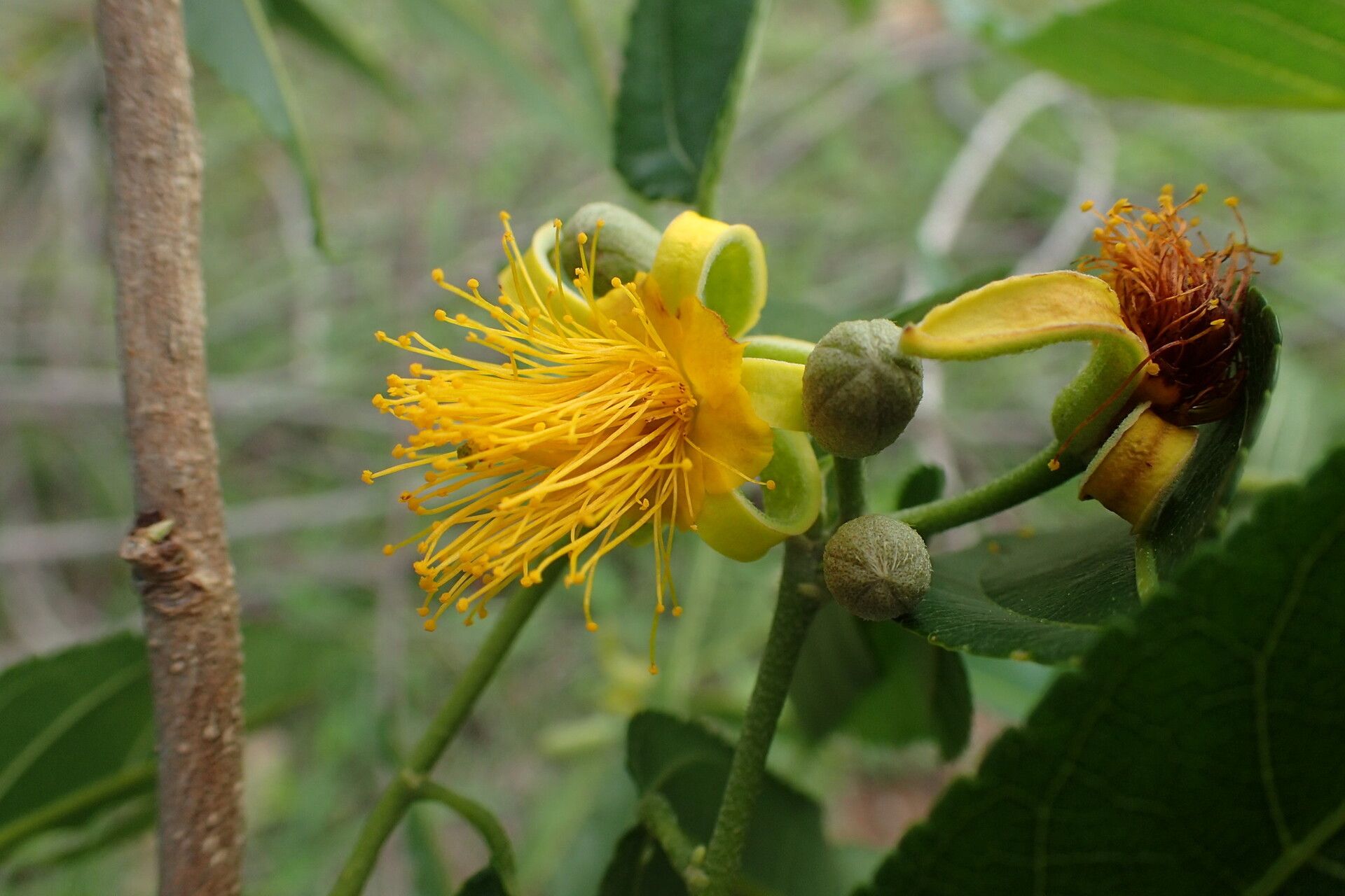 Grewia subaequalis flower