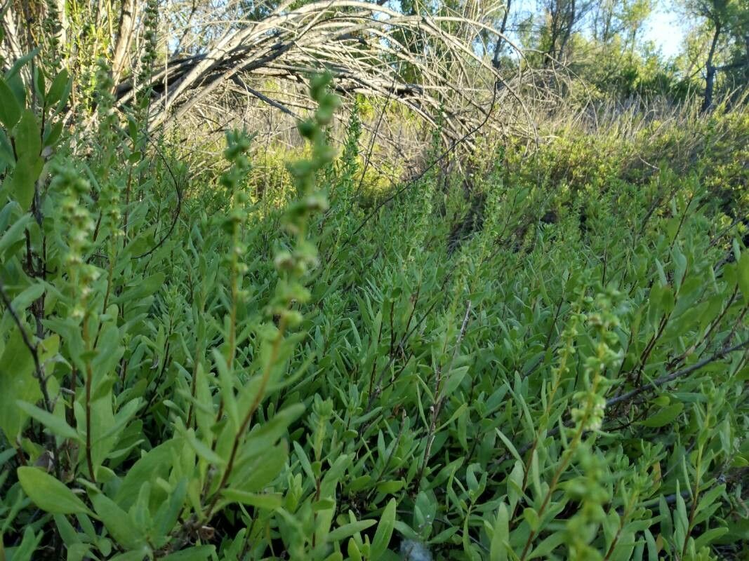 Iva hayesiana flower