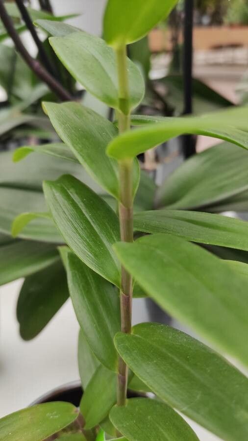 Epidendrum radicans leaf