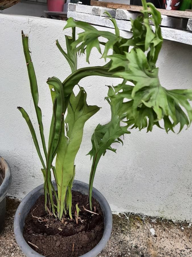 Bolbitis auriculata habit