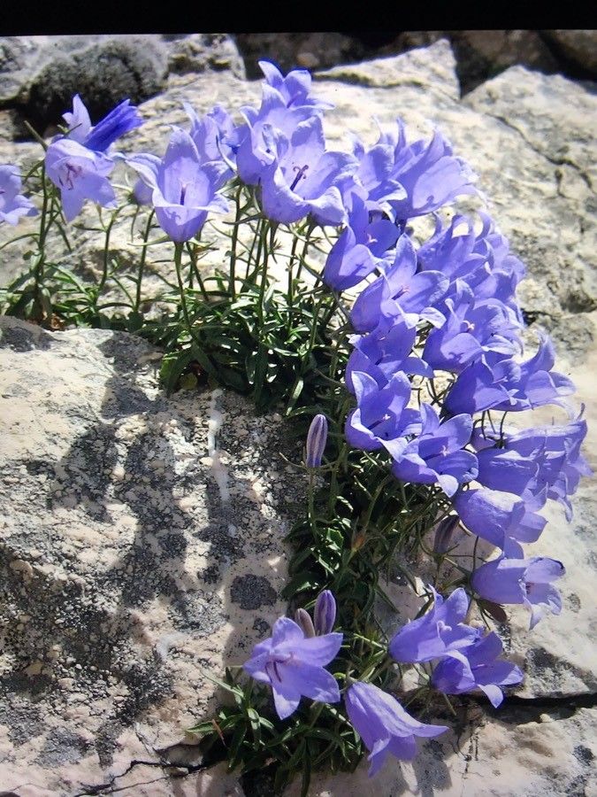 Campanula forsythii flower