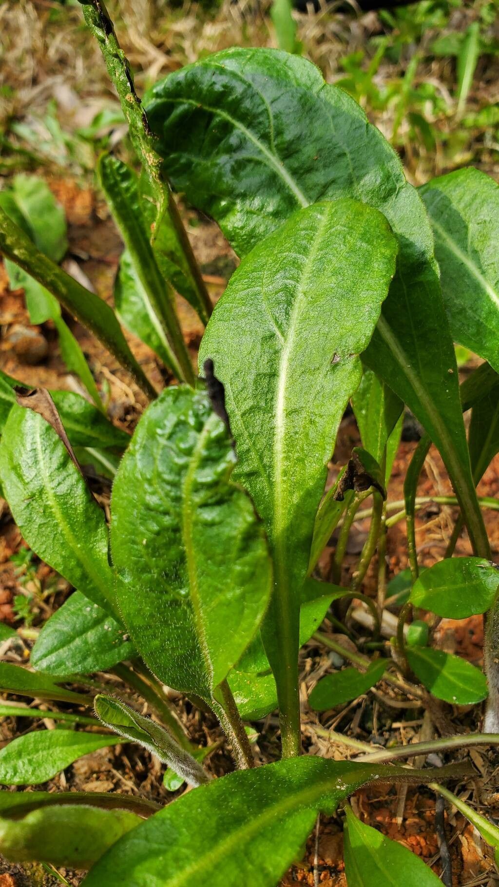 Rudbeckia auriculata leaf