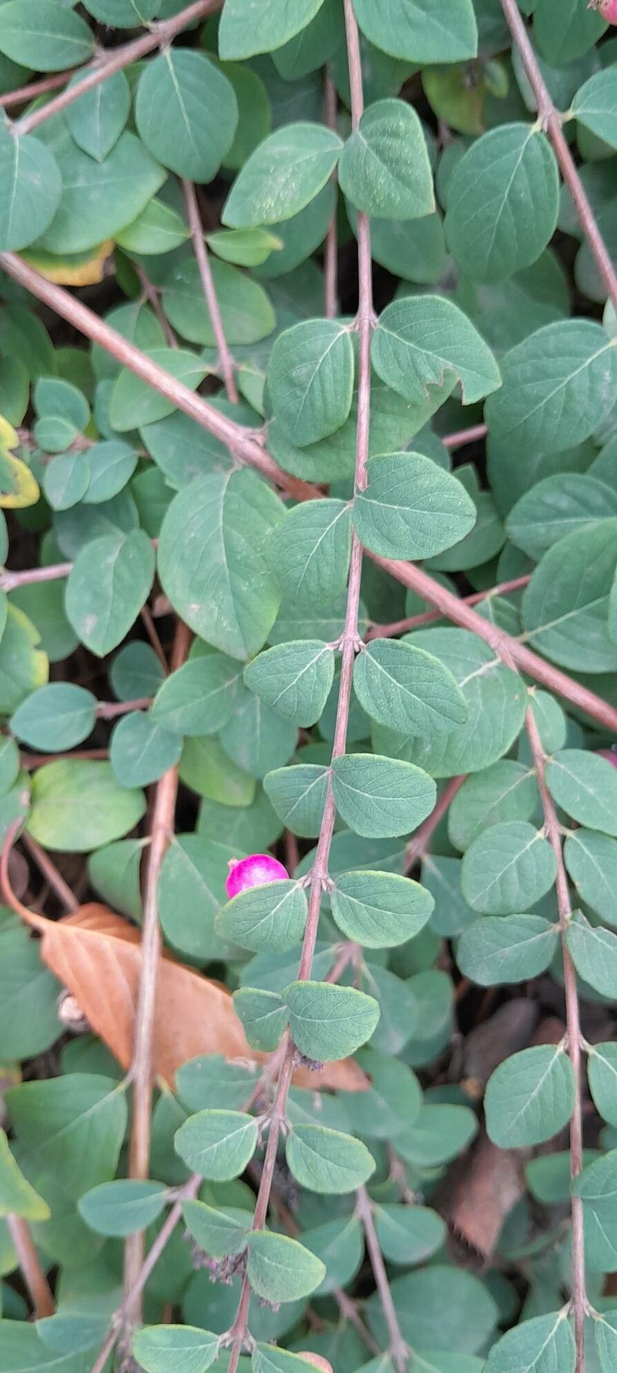Symphoricarpos × chenaultii — search result for 'Symphoricarpos'