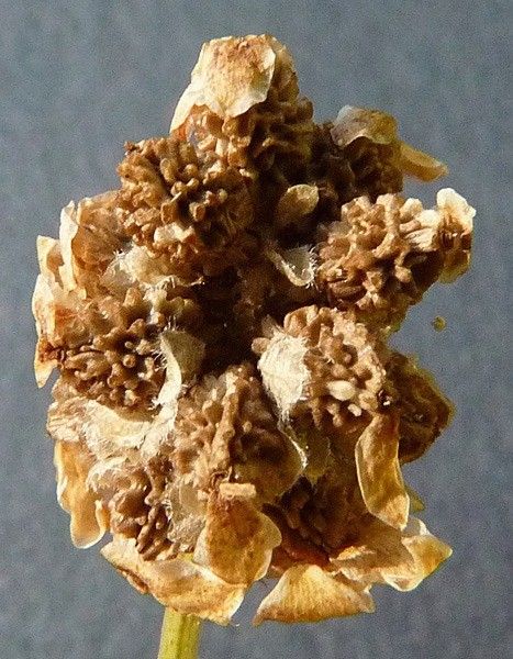 Poterium verrucosum fruit