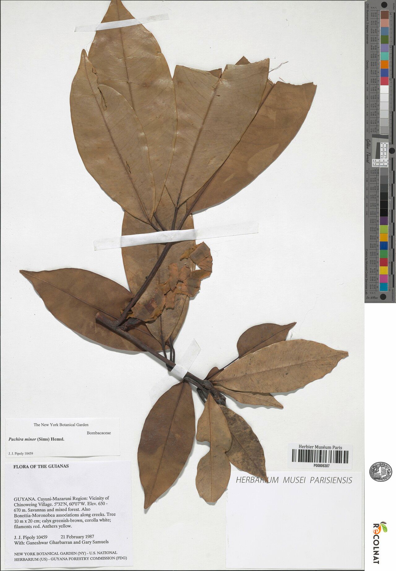 Pachira minor leaf