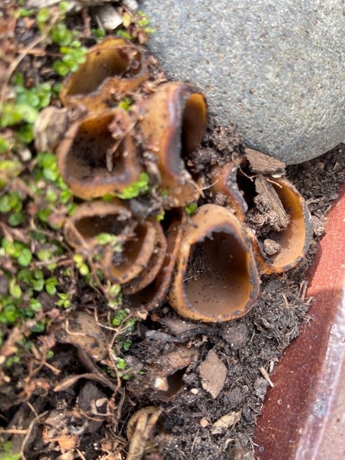 Hydnora abyssinica fruit