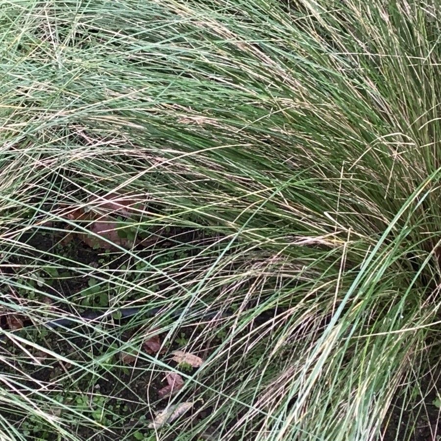 Poa labillardierei — search result for 'Poa'