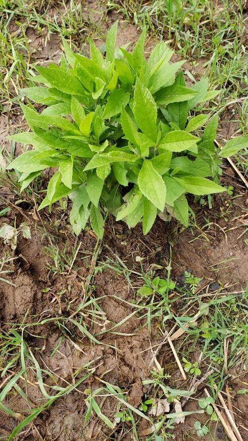 Mimulus alatus habit