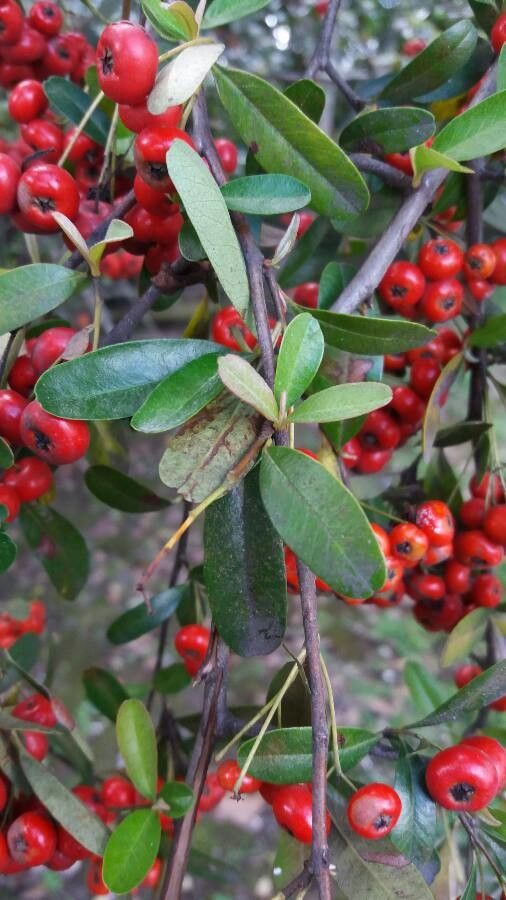 Arctostaphylos pungens — search result for 'Ericaceae'