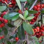 Arctostaphylos pungens
