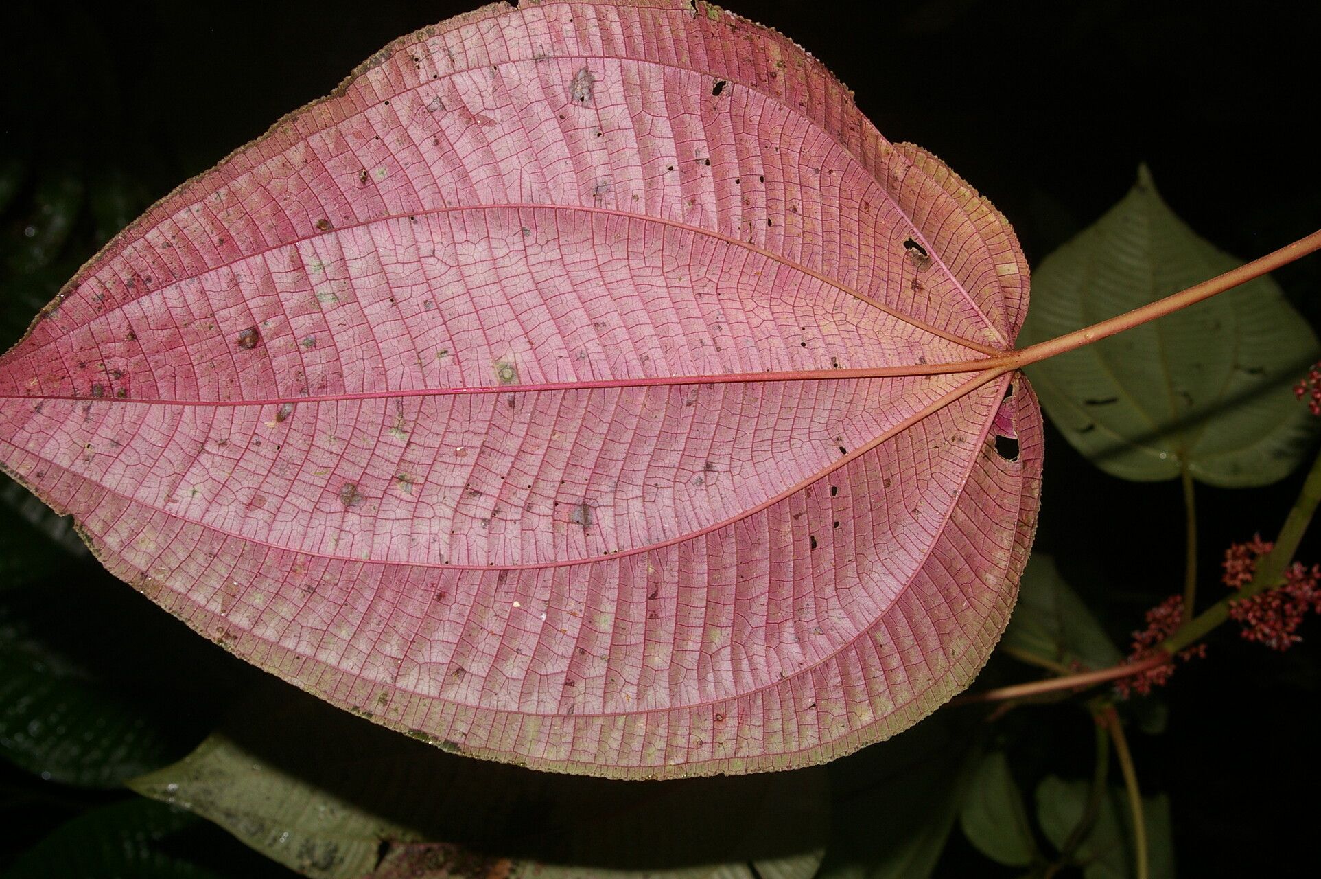 Miconia purpureoviolacea flower