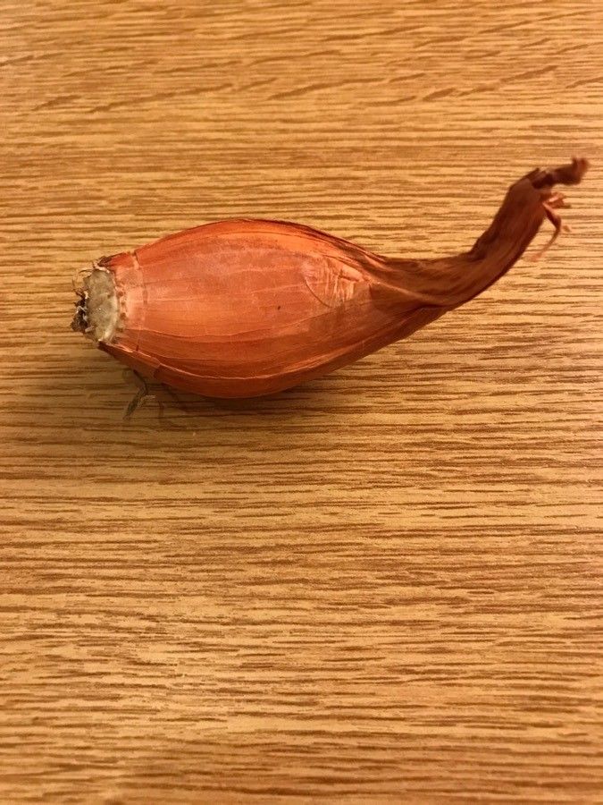 Allium ascalonicum fruit