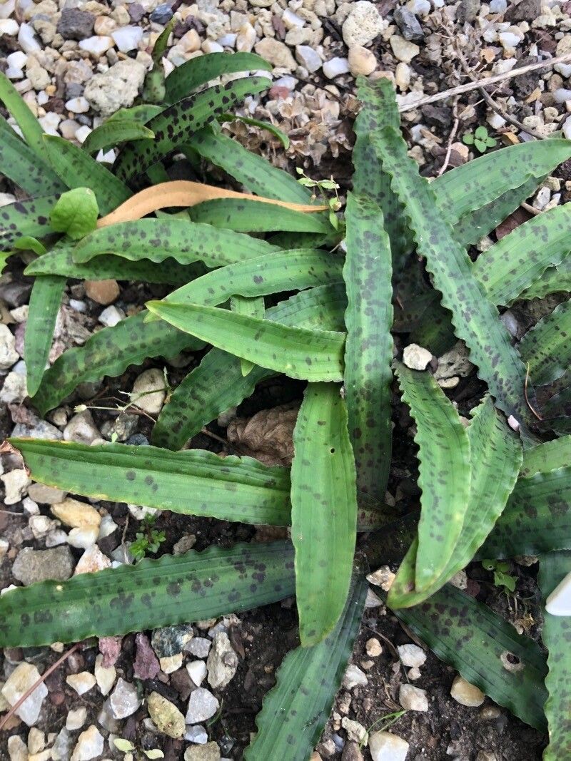 Eucomis vandermerwei — search result for 'Eucomis'