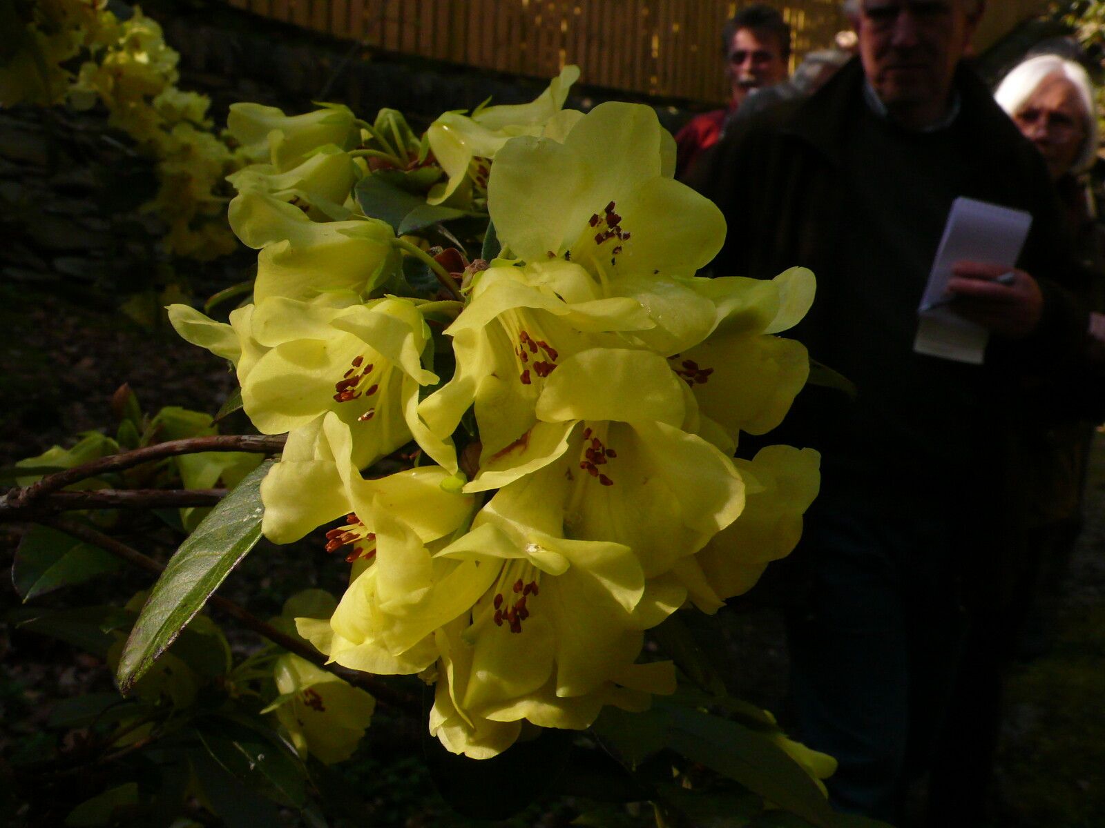 Rhododendron luteiflorum flower
