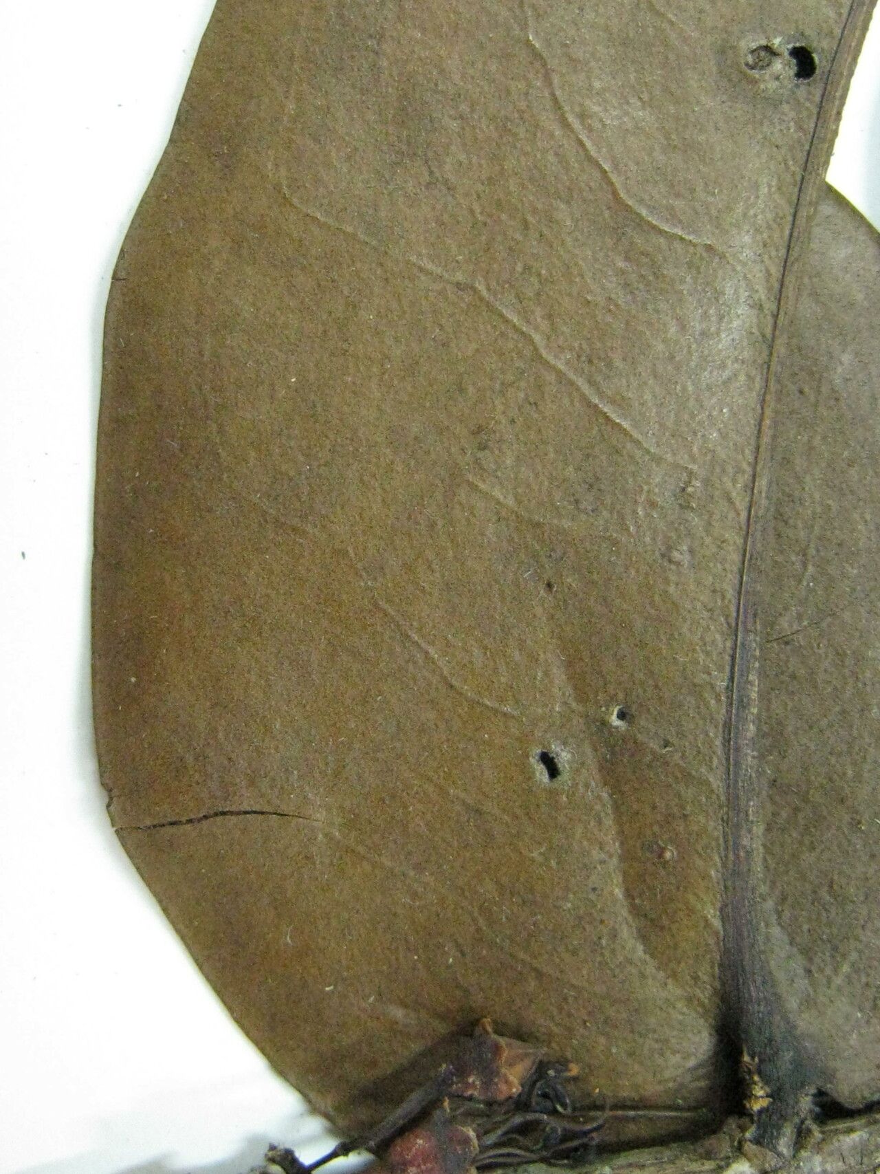 Mouriri sideroxylon other