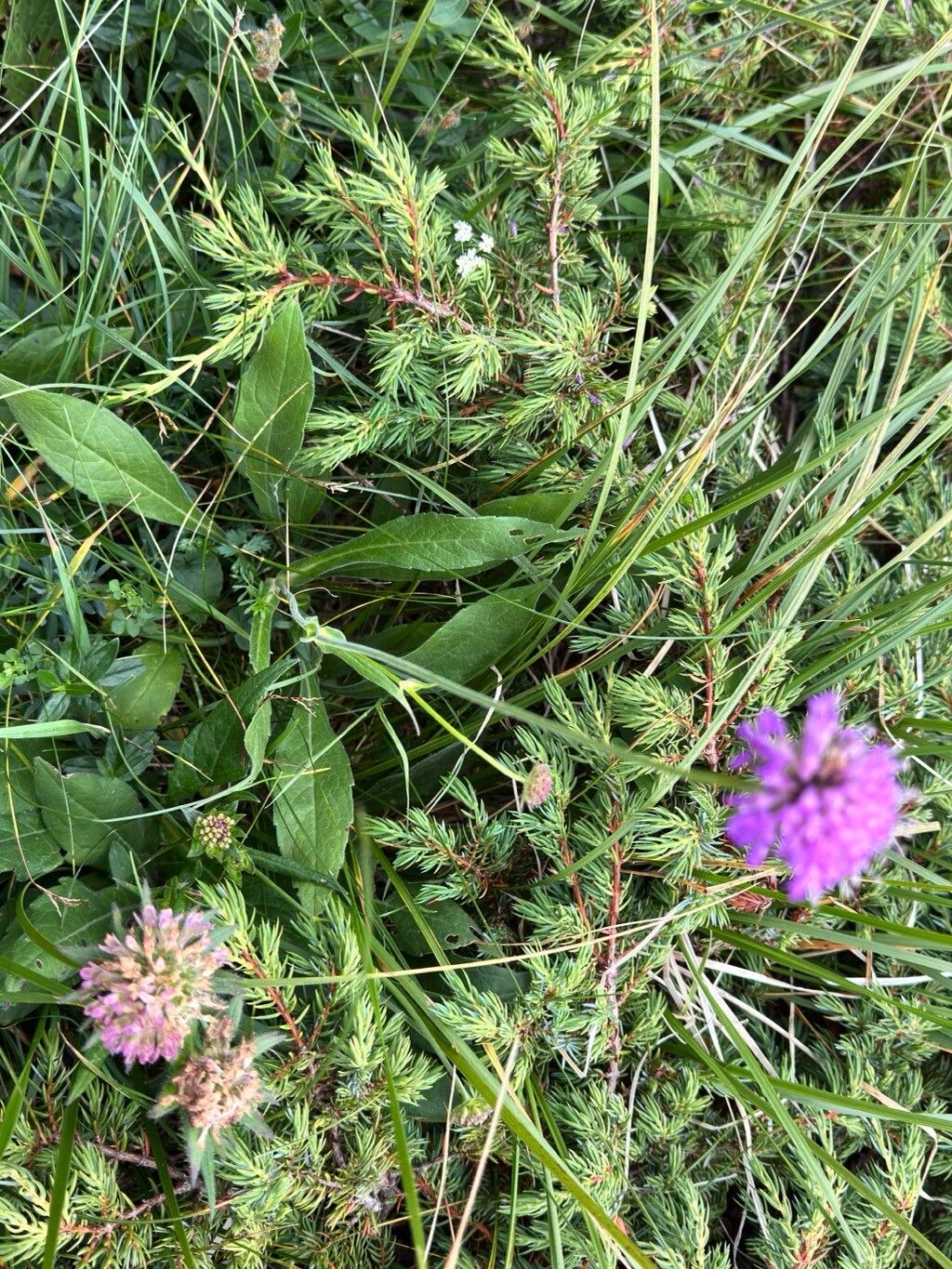 Knautia baldensis — related species from the same genus