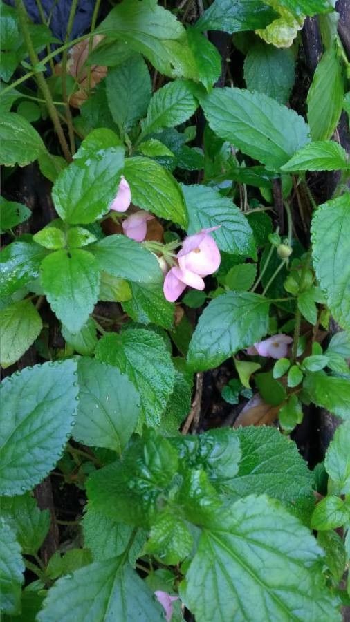 Macaranga peltata leaf