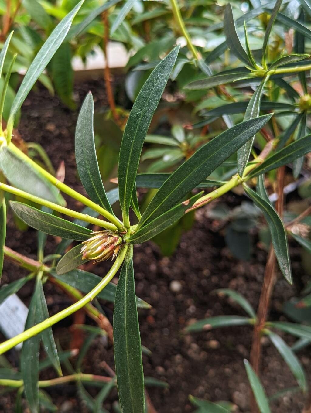 Rhododendron nervulosum — houseplant care guide