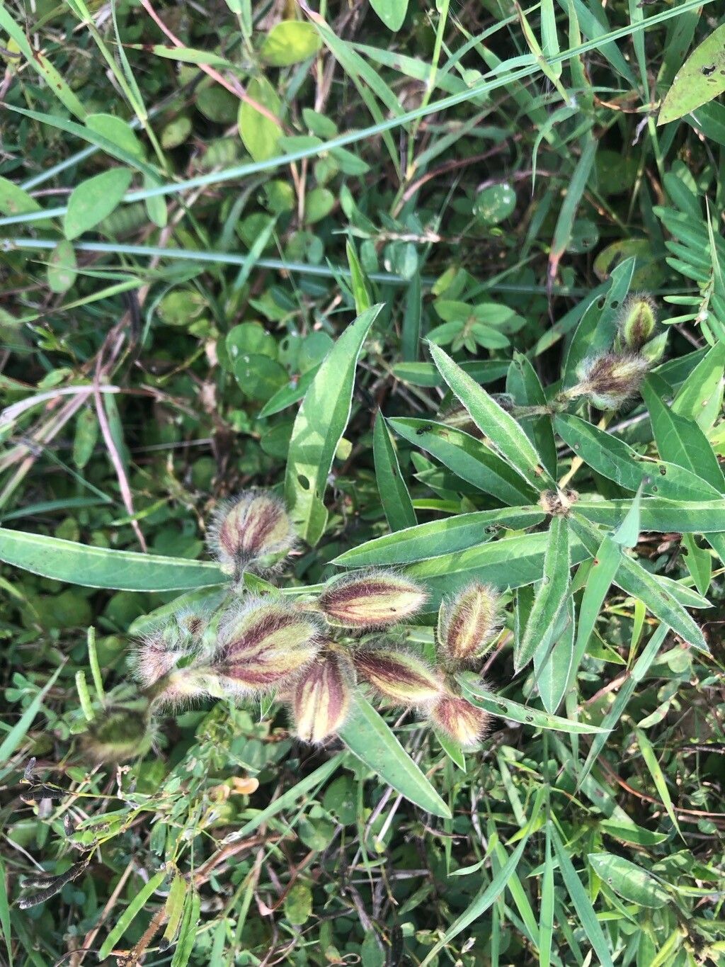Crotalaria calycina — search result for 'Crotalaria'