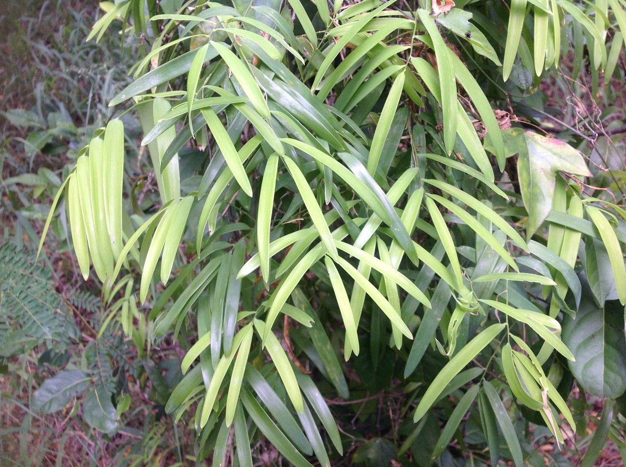 Geitonoplesium cymosum habit
