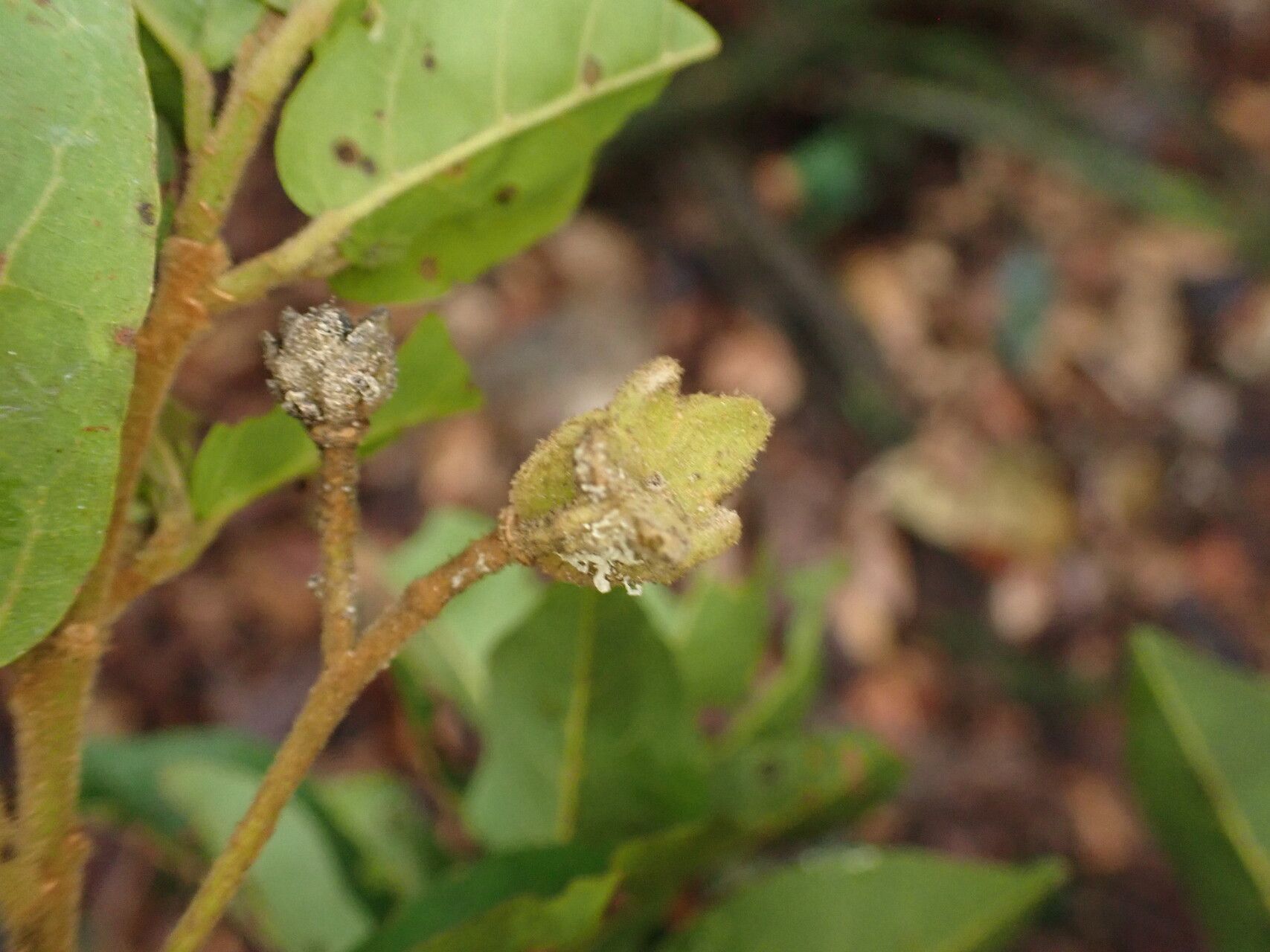 Nesogordonia kabingaensis fruit