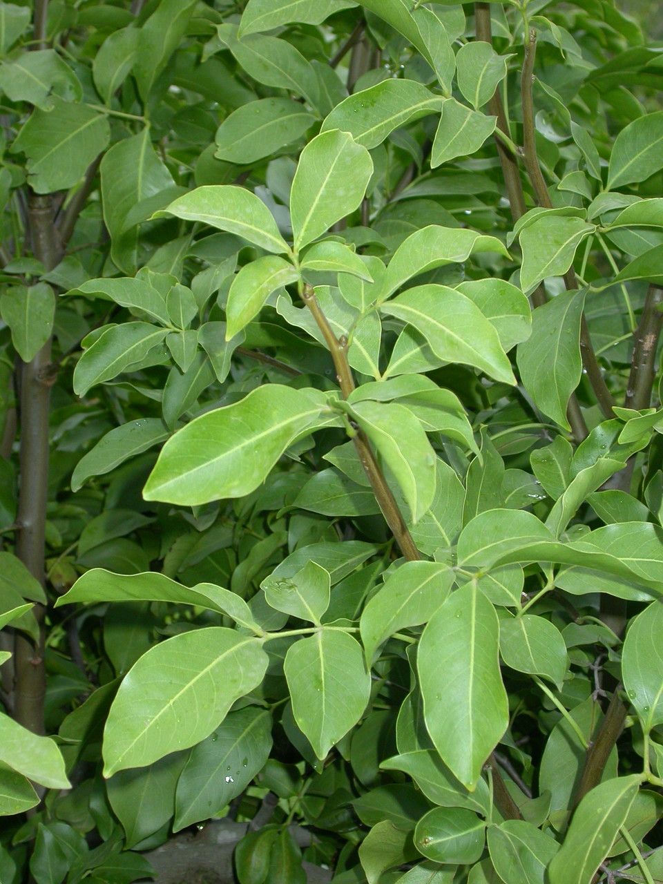 Melicoccus bijugatus — search result for 'Sapindaceae'