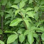 Melicoccus bijugatus