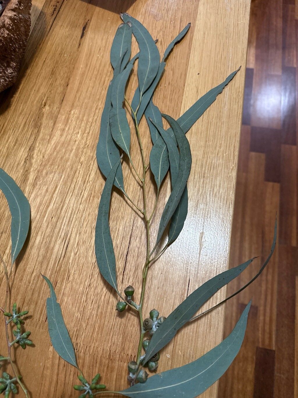 Eucalyptus prava — houseplant care guide