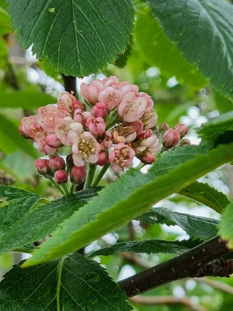 Sorbus x ambigua — houseplant care guide
