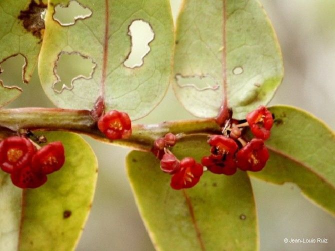 Phyllanthus tireliae fruit