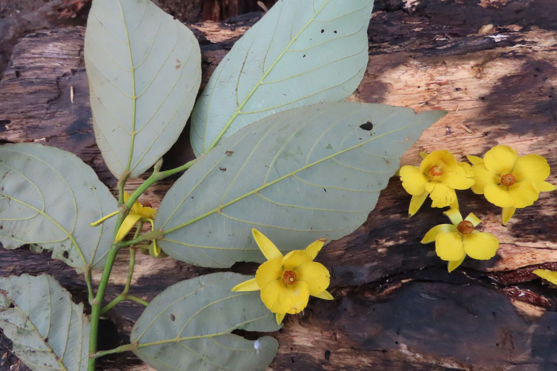 Apeiba membranacea — related species from the same genus