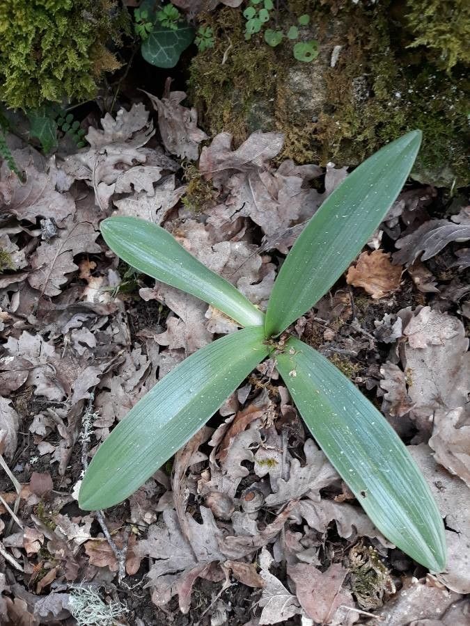 Prospero obtusifolium leaf