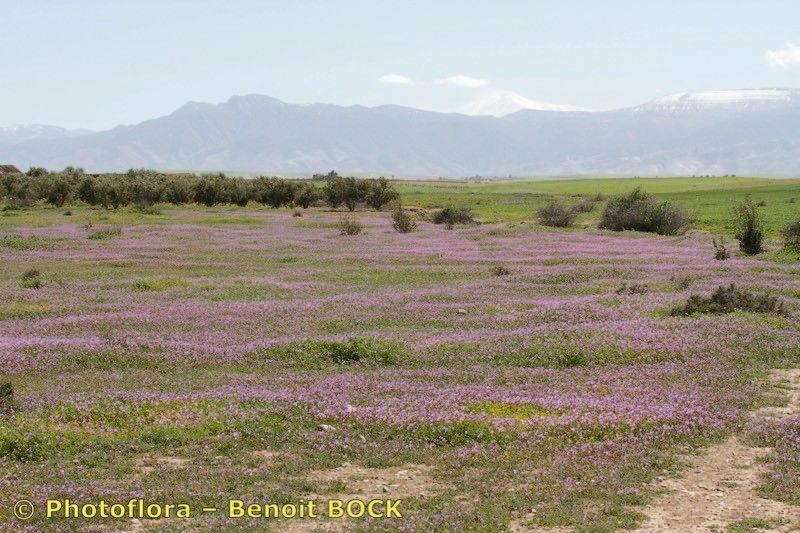 Erodium stellatum habit