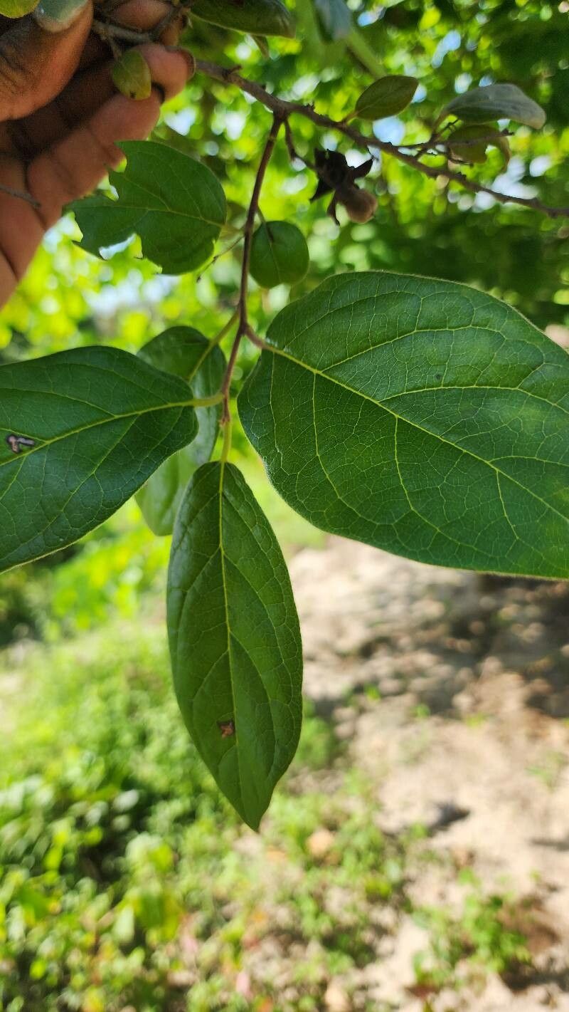 Diospyros loureiroana — houseplant care guide
